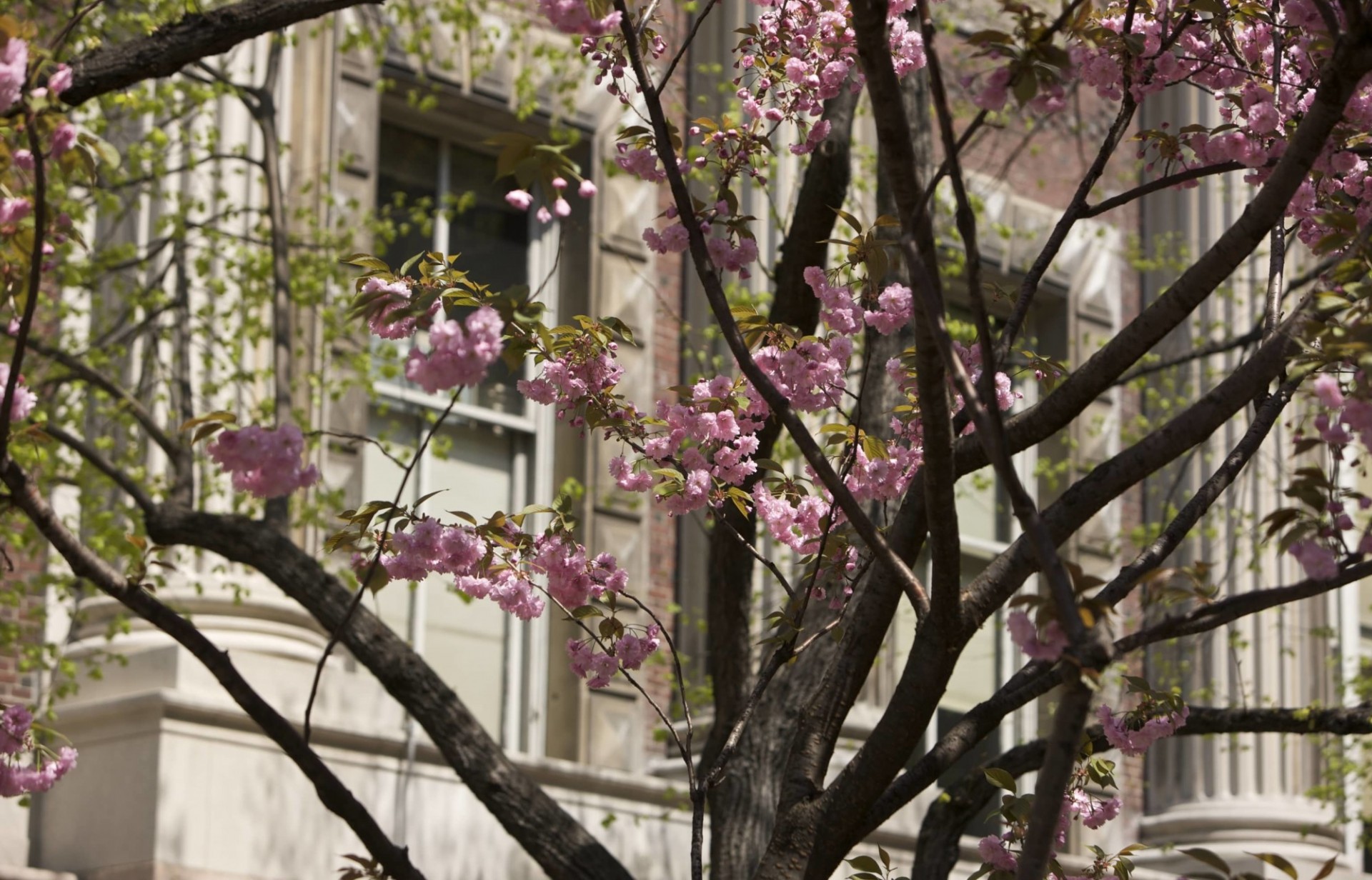 Cherry blossoms adorn Columbia's historic campus.